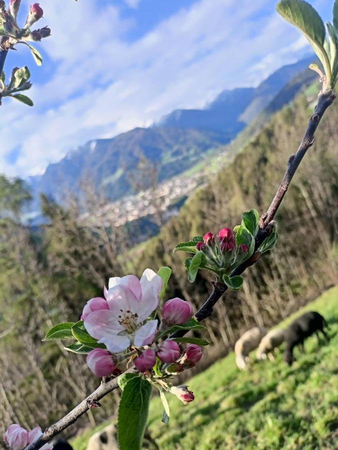 Schallerhof Sterzing - Deine Auszeit Mit Ausblick In Unseren Ferienwohnungen Auf Dem Bergbauernhof In Suedtirol Εξωτερικό φωτογραφία
